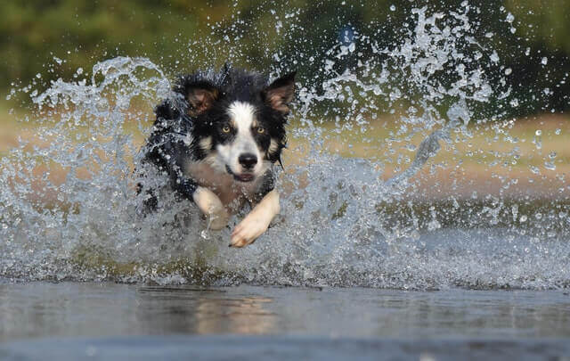 Transtorno obsessivo em Border Collies