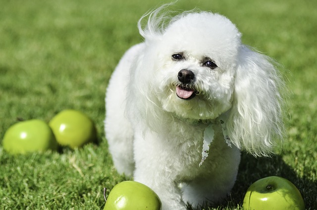 Transtornos Genéticos do Bichon Frisé