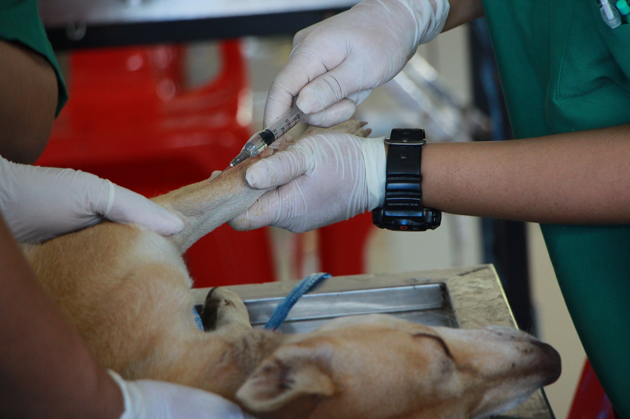 Tratamento de Câncer do Animal de Estimação | O que não fazer