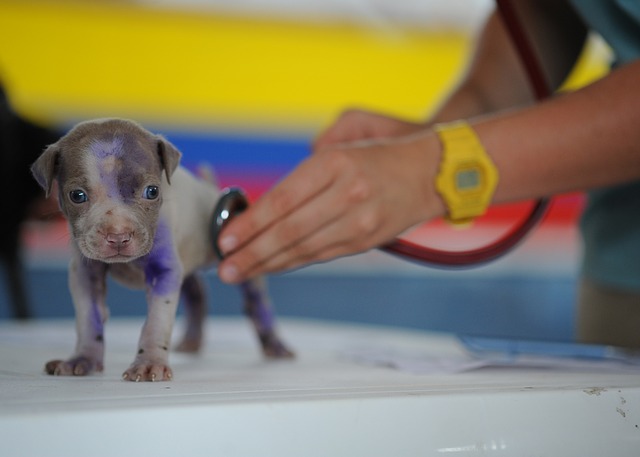 Trauma no Tendão em Cães