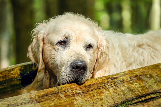 3 dicas para alimentar o seu cão sênior