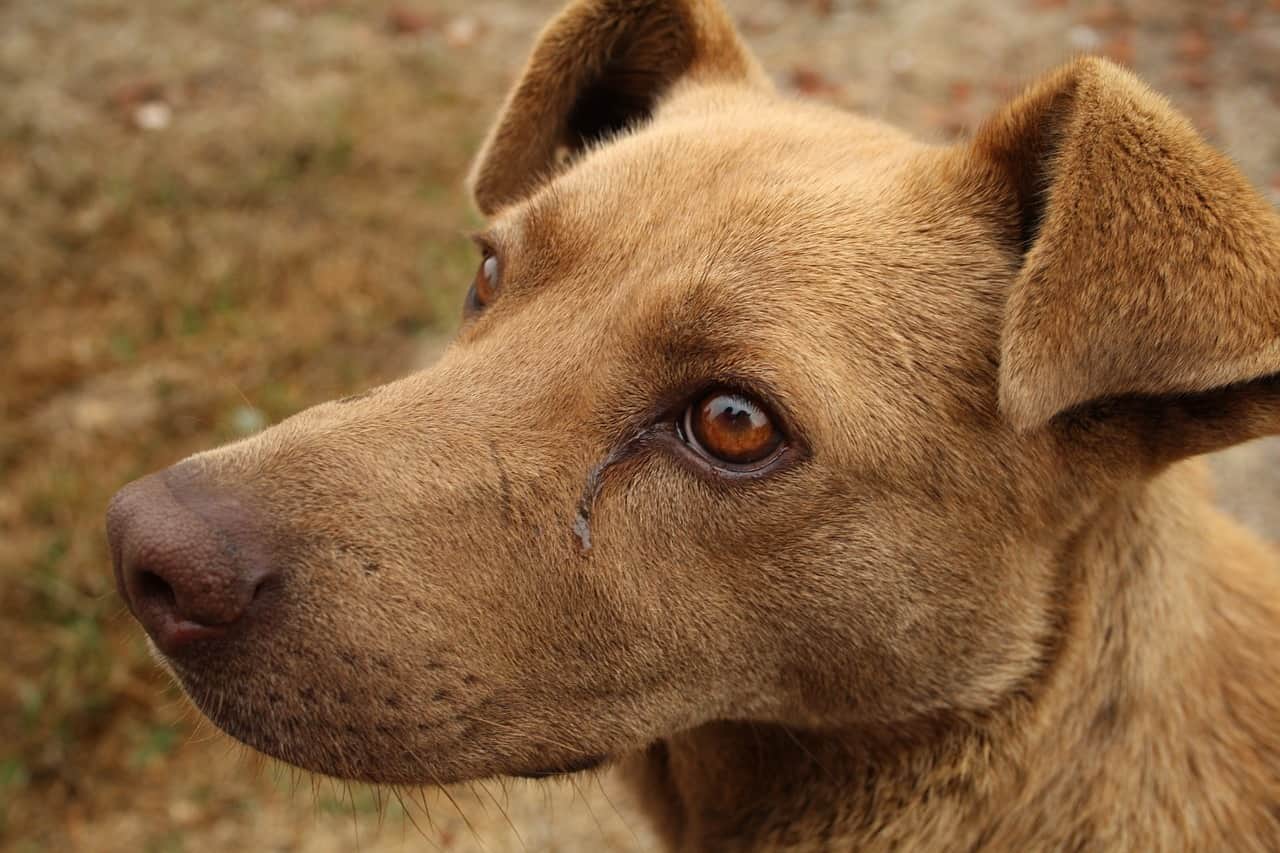 Tumores da tireóide e cirurgia da tireóide em cães