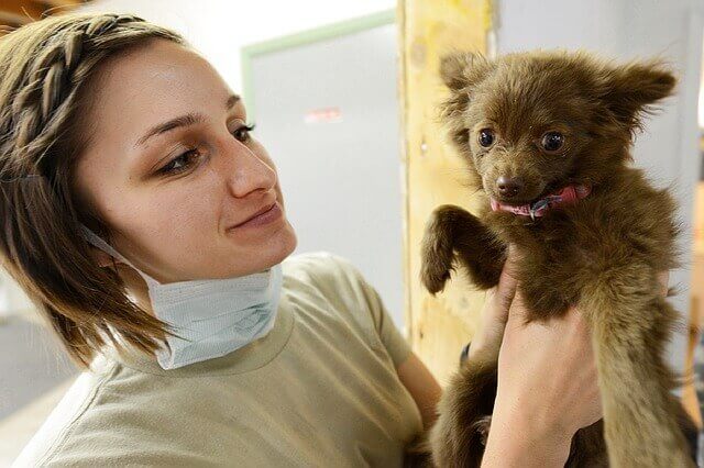 Ultrassom Abdominal para Cães