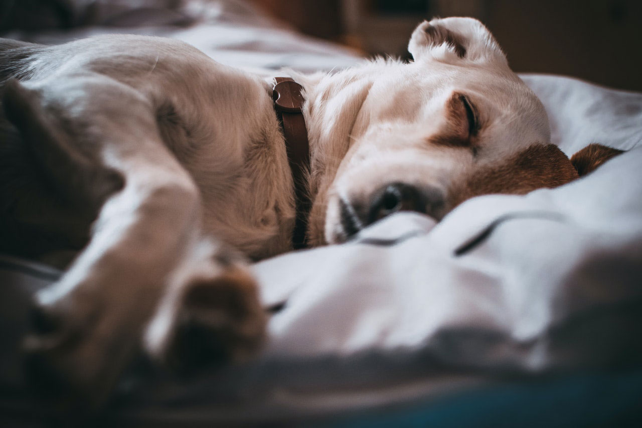 Um cão pode se recuperar de danos no fígado?