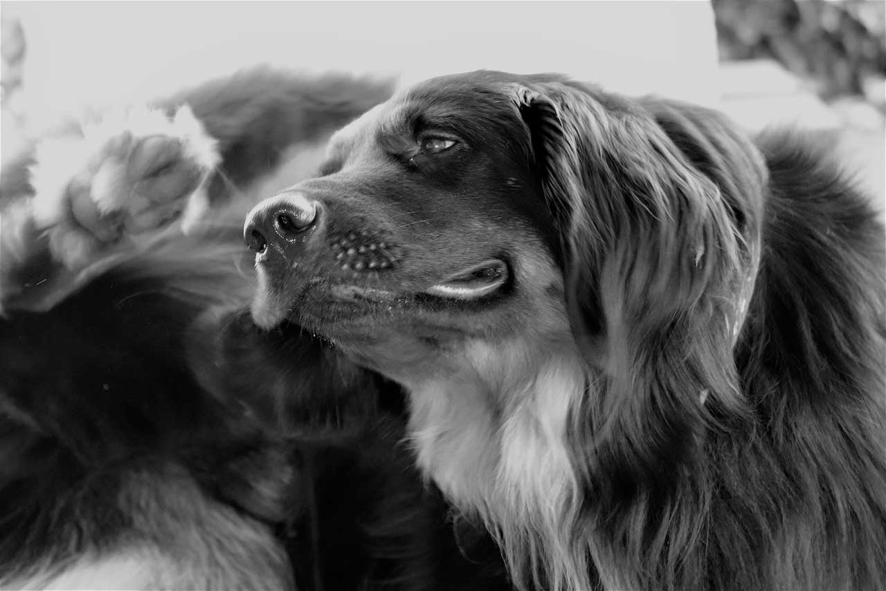 Terapia Alternativa | Vinagre para evitar a perda de cabelo do cão