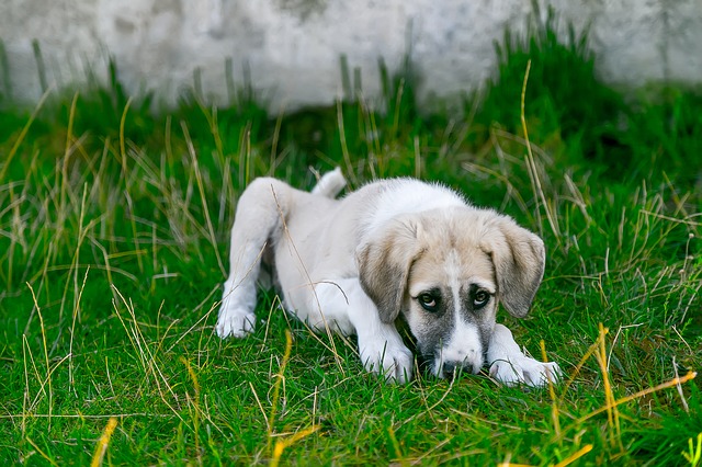 Meu cão está vomitando ou regurgitando?