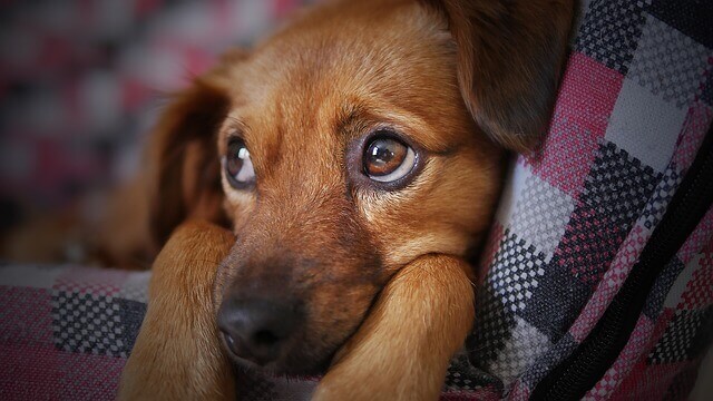 Vômito do cão: o que os humanos precisam saber sobre o vômito do cão