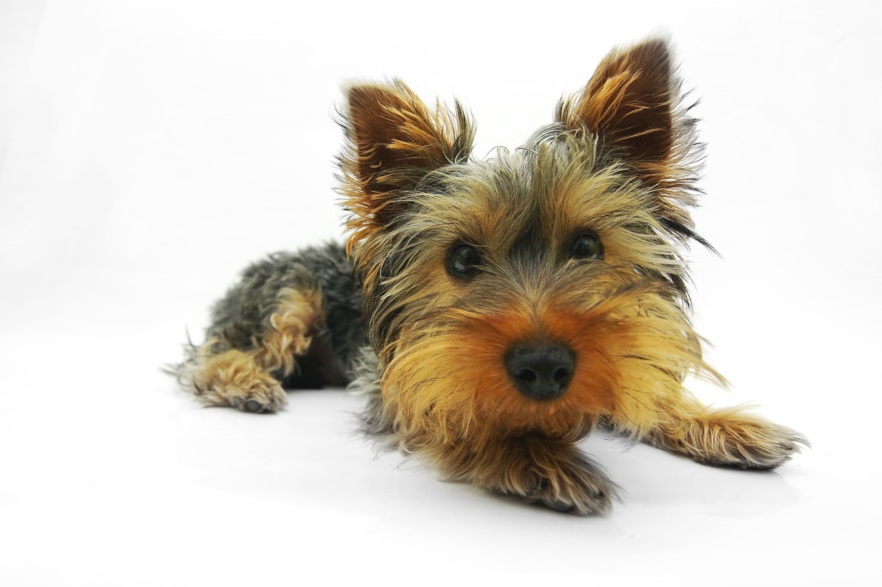 Yorkshire terrier | Yorkies são conhecidos por serem nervosos?